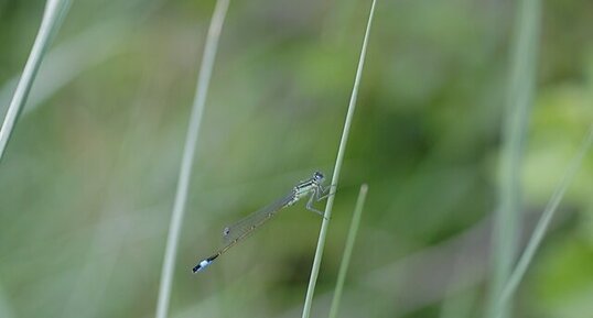 Agrion élégant mâle immature