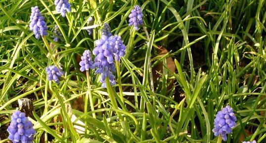 Muscari