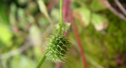 Luserne - Medicago arabica