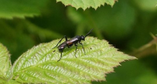 Macrophya annulata - sous réserve