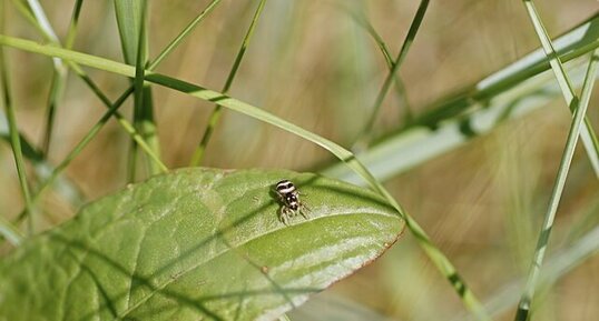 Heliophanus apiatus