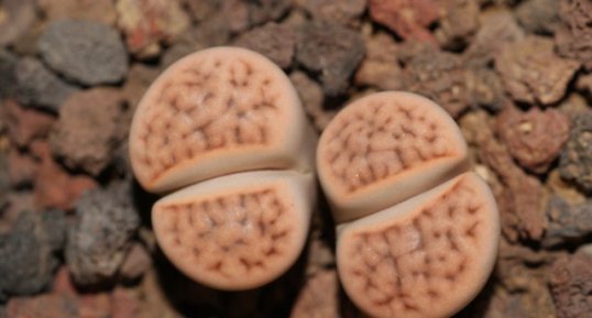 Lithops