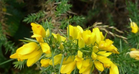 Fleurs d'ajonc de Le Gall