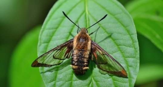 Le Sphinx colibri