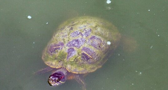 Tortue de Floride