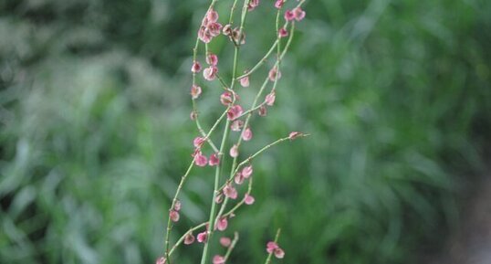 Oseille sauvage - Rumex sp.