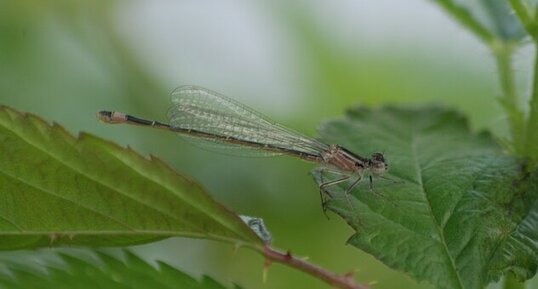 Agrion élégant - mâle / ténéral*