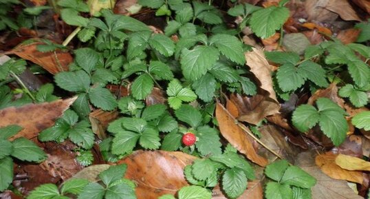 Fraisiers des bois