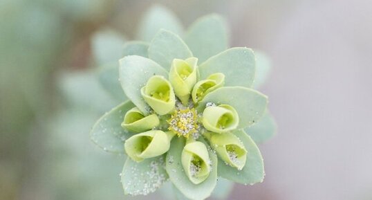 Fleur d'Euphorbe maritime