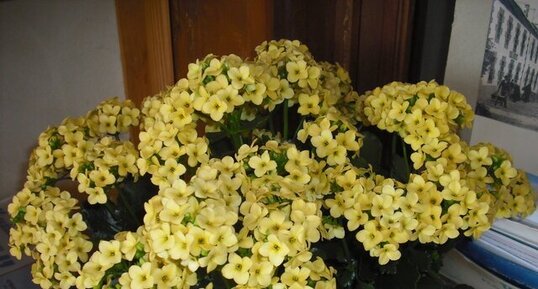 kalanchoe jaune