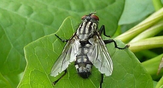 Graphomya maculata