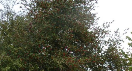 Houx - Ilex aquifolium