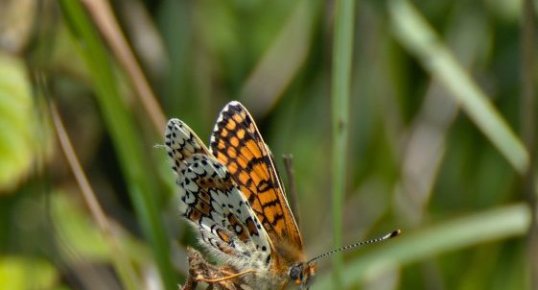 Mélitée du plantain - Melitaea cinxia