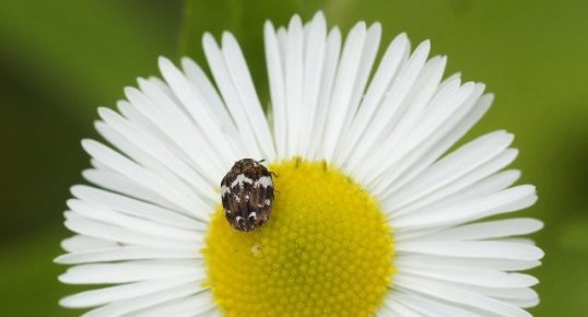 ... sur une pâquerette