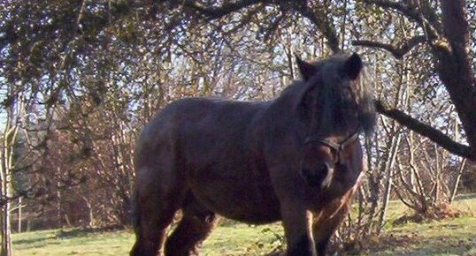 Percheron