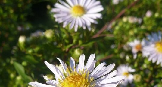 Asters.