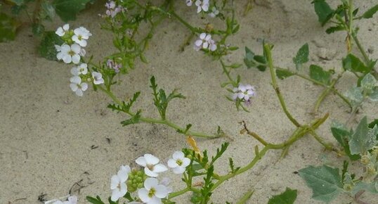 Roquette de mer