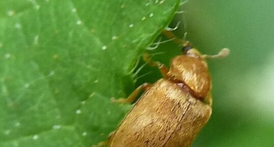 Raspberry beetle (Byturus tomentosus)