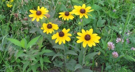 Rudbeckie hérissée