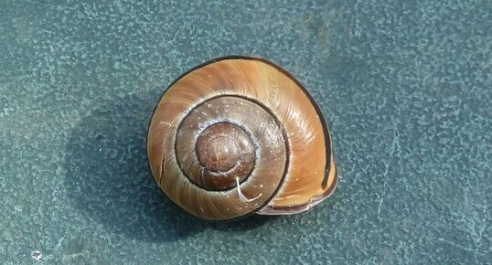 Escargot Helicella