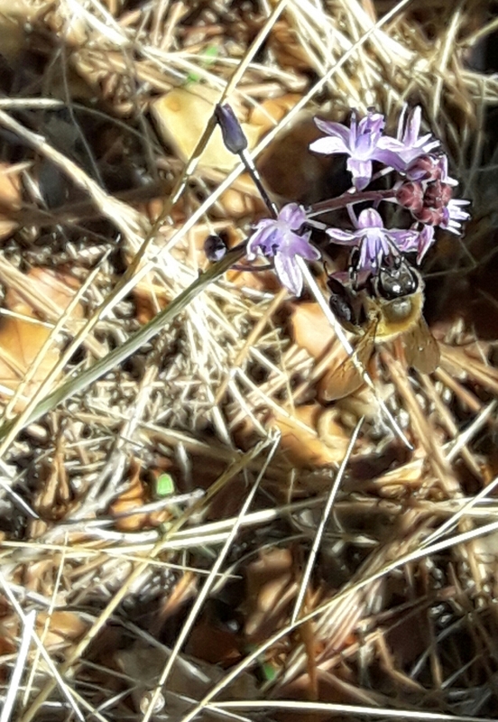 fleur