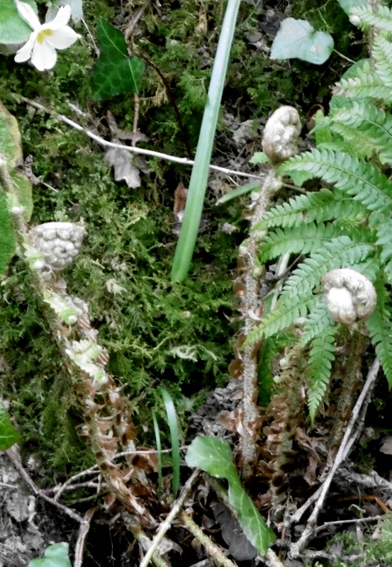 dryopteris aemula