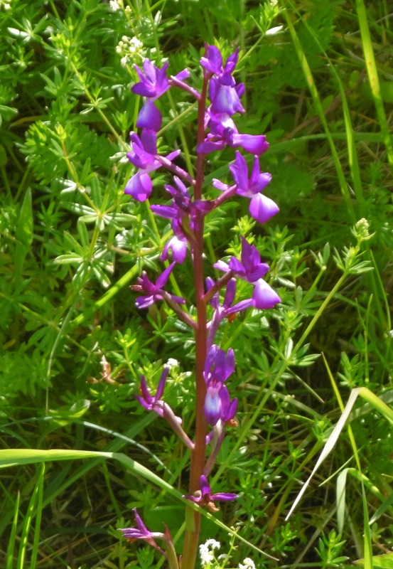 orchis latifolia