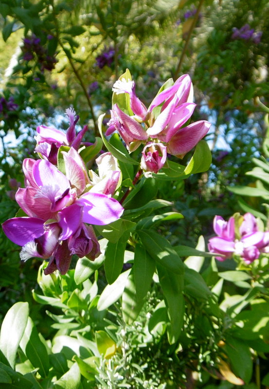 polygala myrtifolia