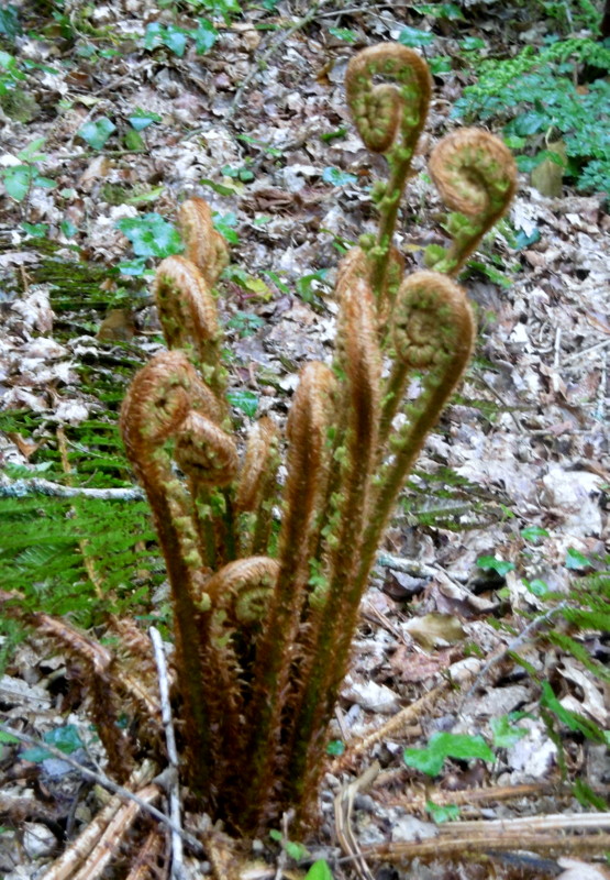 dryopteris affinis