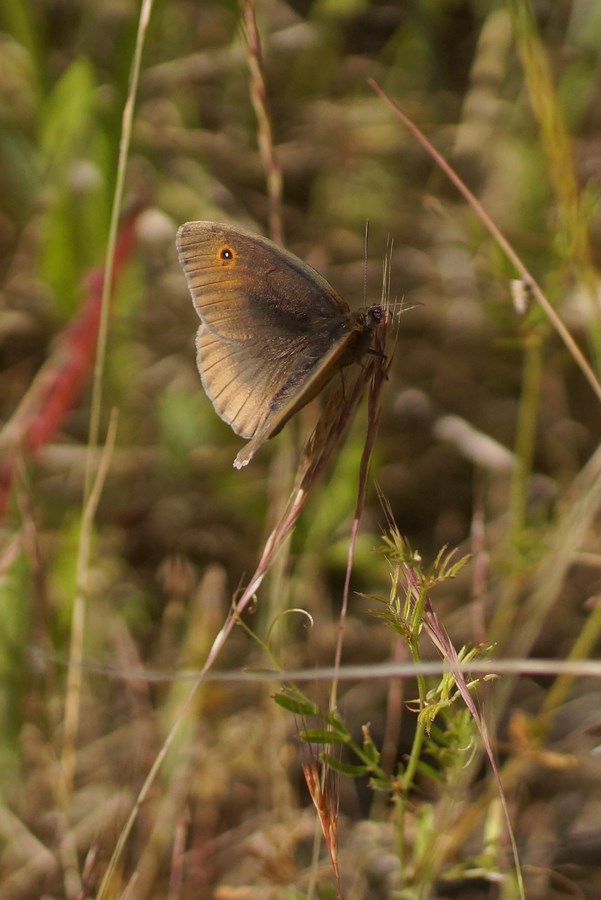 Le Myrtil Maniola jurtina Copier