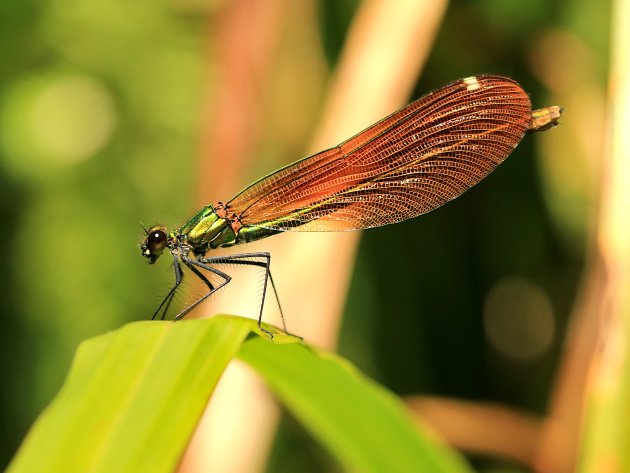 Calopteryx virgo