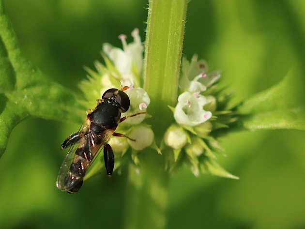 Mosca abdomen fino