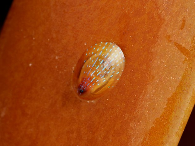 Patella pellucida