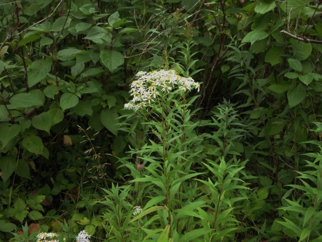 Aster à ombelle 20160910