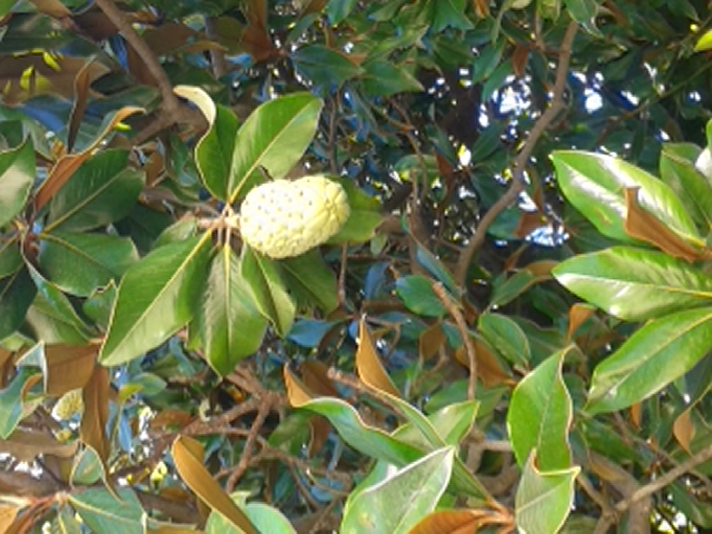 Magnolia a grande fleur