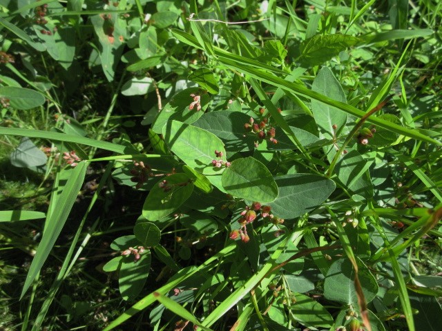 MILLEPERTUIS DE LA VIRGINIE 20160820