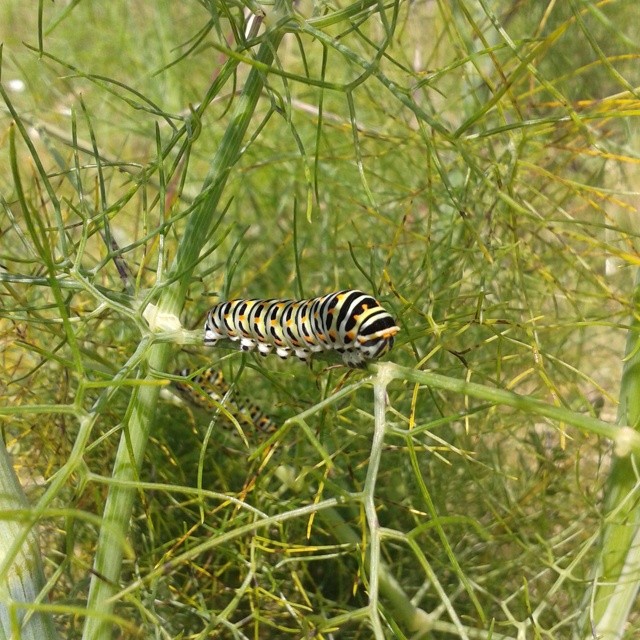 chenilles de machaon