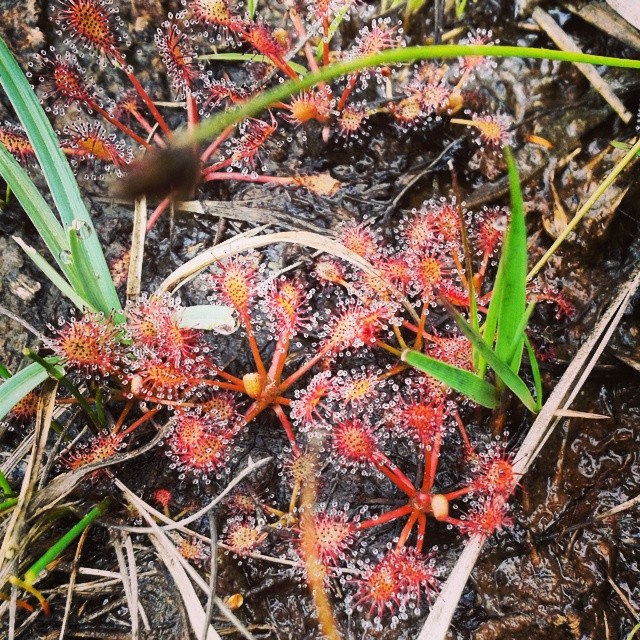 drosera