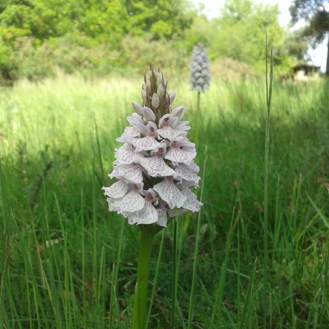 Orchis tacheté