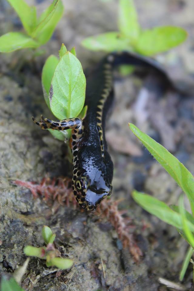 triton alpestre