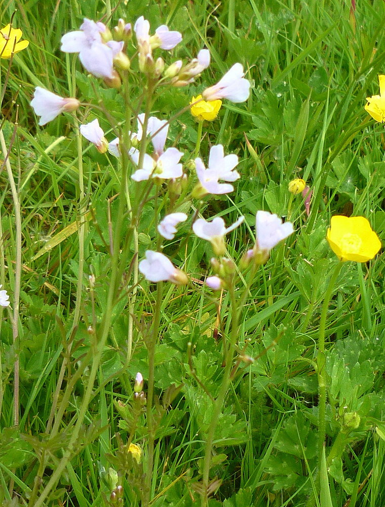 cardamine