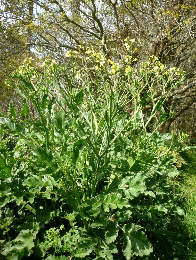 crambe