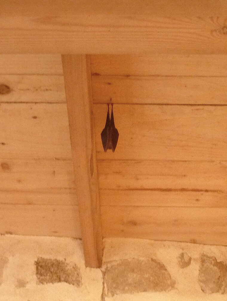 chauve souris