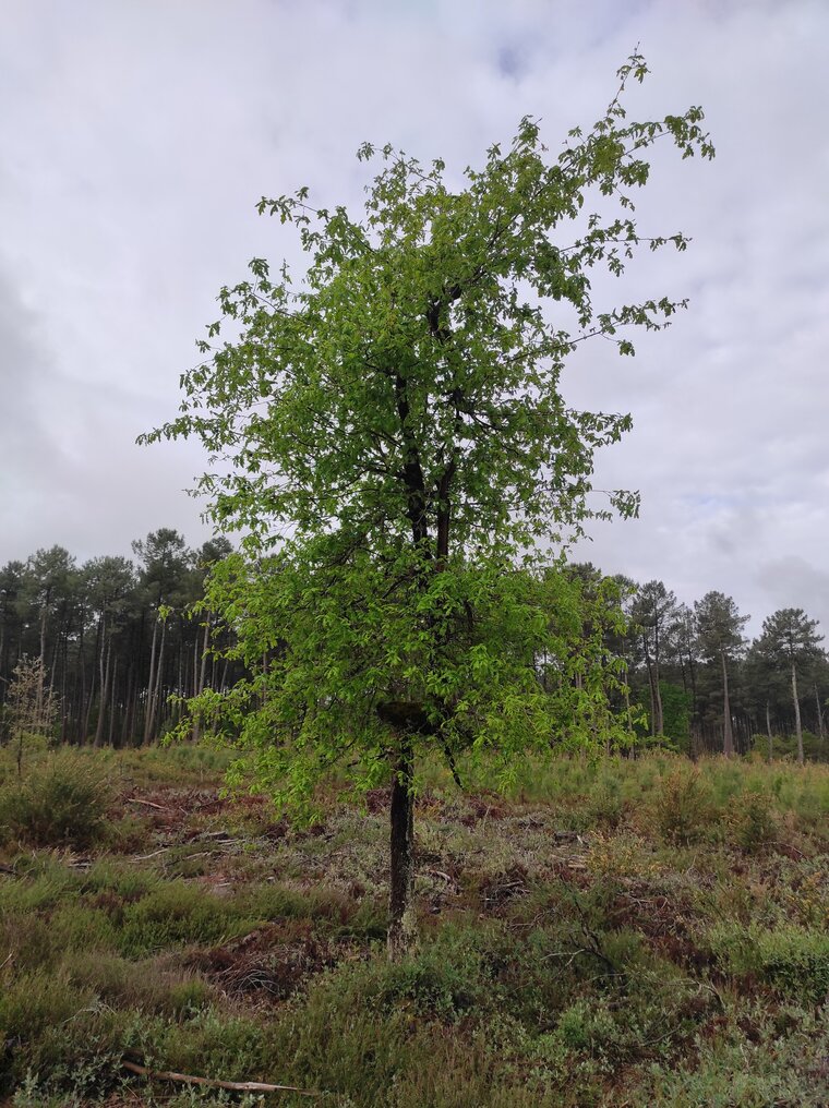 Quercus robur Olivier B secteur Barsac Illats2