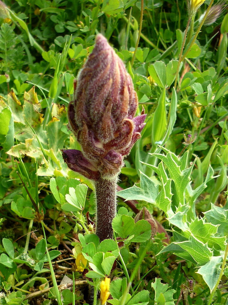 orobanche mai