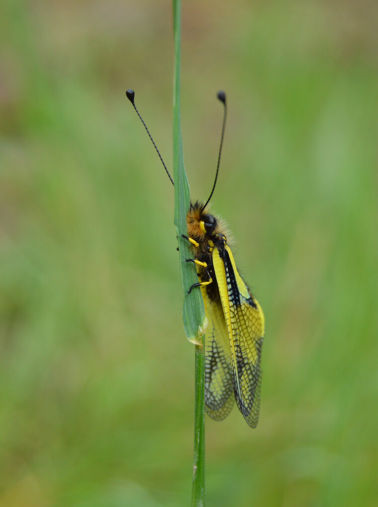 papillon adeter 03