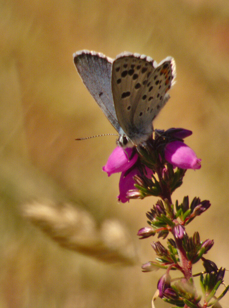 Azuré du thym Pseudophilotes baton