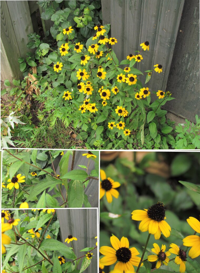 Rudbeckie trilobée