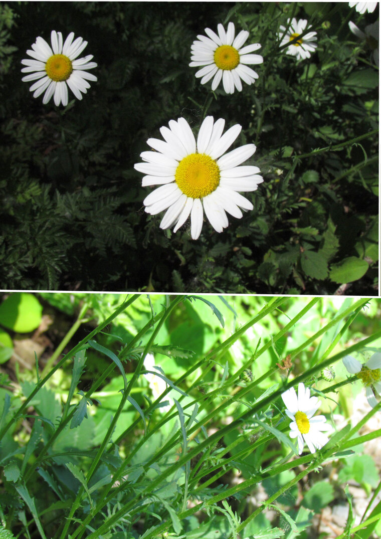 CHRYSANTHÈME LEUCENTHÈME 20160616 COMPLET