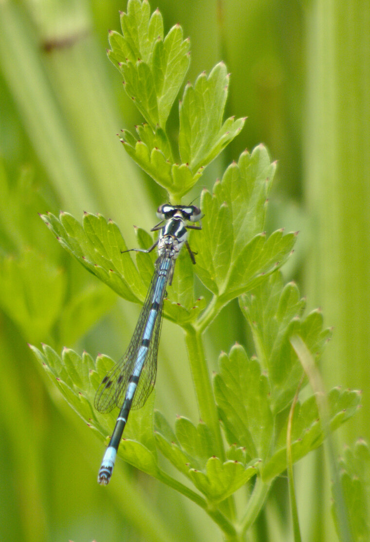 Agrion jouvencelle Coenagrion puella